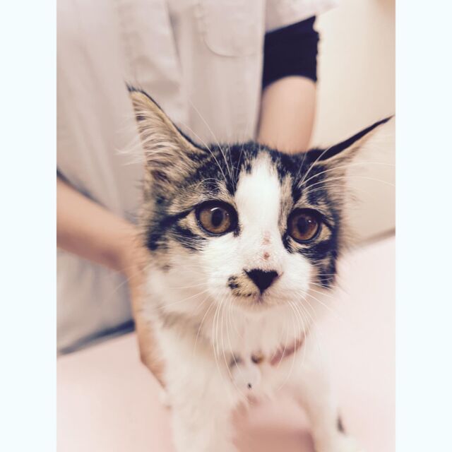 うちのスタッフの猫ちゃんです。
新しく迎えるという事で検診に来ました。

んうむ。うちのスタッフはかなりの面食いと見える。

#たがわ動物クリニック#動物病院#可愛い😍#仔猫ブーム#純真な眼差し#惚れちまうわ！#田川市