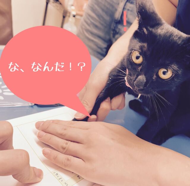 ワクチン頑張ったねー。
「え！」とかのリアクションも良き☺️
お利口するんだよー

#たがわ動物クリニック#動物病院#子猫#何かしたい年頃#すりすりしたくなる毛並み#田川市