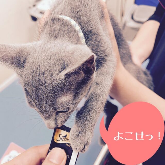 シーバが美味し過ぎて、袋ごと奪われてしまうパターンですね😆😆

#たがわ動物クリニック#動物病院#ロシブー#猫あるある#最近シーバ多ない？#ワクチン接種頑張ったね!#田川市