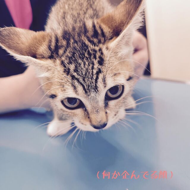 最後まで注射頑張りましたねー。
にゃんこらしく可愛い😍😍

#たがわ動物クリニック#動物病院#にゃんこ#子猫#ワクチン#いつもちゅーるに助けられてます#最近はシーバもいいかも#田川市