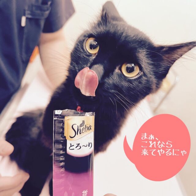 ほらほら！シーバ派増えてるよ!
ワクチン接種したらシーバ貰えるキャンペーン😆

#たがわ動物クリニック#動物病院#猫ワクチン#シーバ派vsちゅーる派#みんなお利口さんよね#田川市