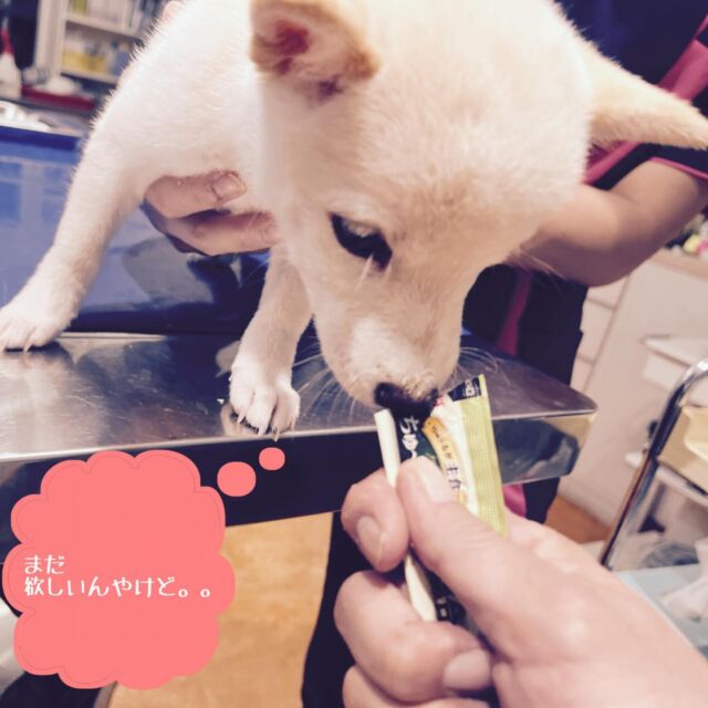 まだ欲しそうだっけど、コレしかなかった。。
今度はいっぱい食べようねー

#たがわ動物クリニック#動物病院#柴犬#ワクチン#ちゃんと予防してるね#お利口柴！#毛並み綺麗#田川市