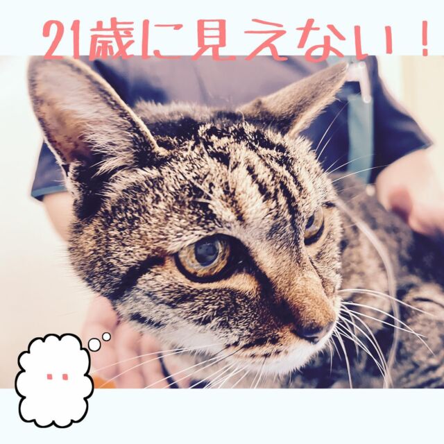 21歳ってことが判明！😳😳😳
見えない！
若い！

アンチエイジングって大事よね。。

#たがわ動物クリニック#動物病院#長寿猫#長生きしてほしい#猫#まだまだこれからや#田川市