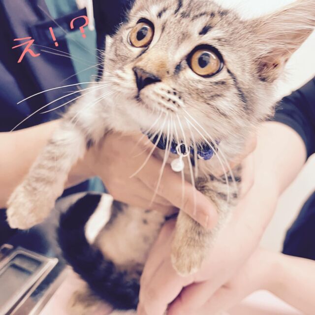 😆😆😆
このリアクションが可愛いすぎて😍😍😍

#たがわ動物クリニック#動物病院#猫#ワクチン接種#驚いた猫#またおいで#田川市