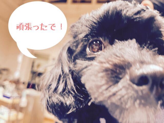 うん、頑張った！😆😆

めっちや、アピるやん😆😆

手術お疲れ様〜

#たがわ動物クリニック#動物病院#不妊手術無事に終了#お疲れ様#今後は体重増えやすくなる#トイプードル#田川市