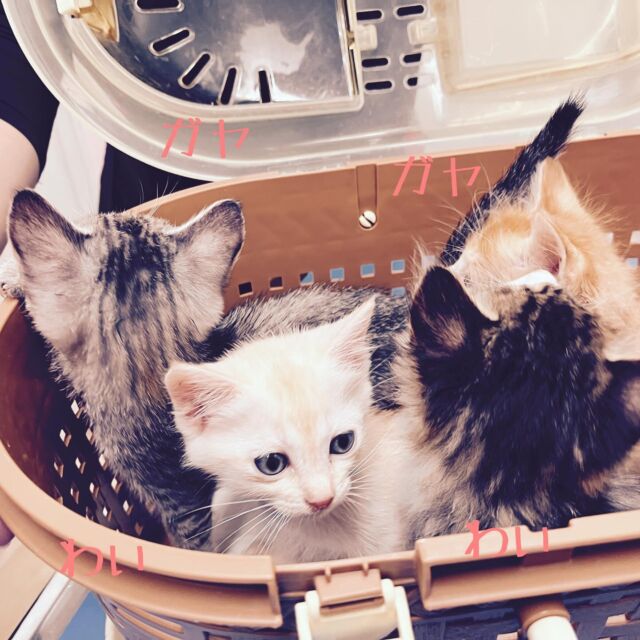 え！？😳😳😳
ここに宝箱がありますね！😍😍😍

拾わない人はおらんでしょう😆

#たがわ動物クリニック#動物病院#里親募集#みんな可愛い子猫😍#田川市