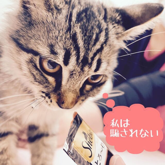 固い意志を感じる。。
😆😆😆
可愛いけど。

#たがわ動物クリニック#動物病院#ワクチン接種#この後、無事にちゅーる完食しました。#猫#田川市